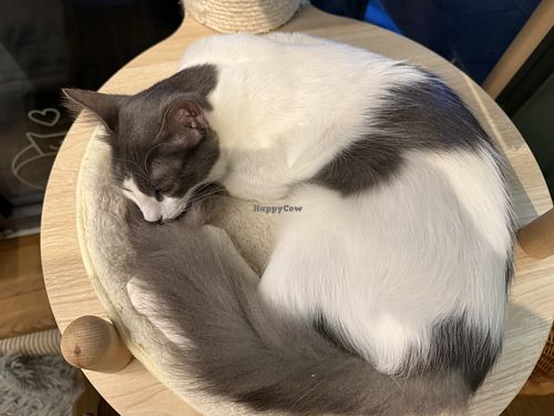 cat  at Katzentempel in Cologne