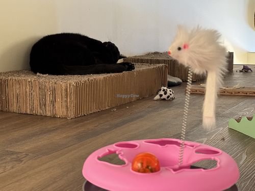 sleepy cat  at Katzentempel - Bremen in Bremen