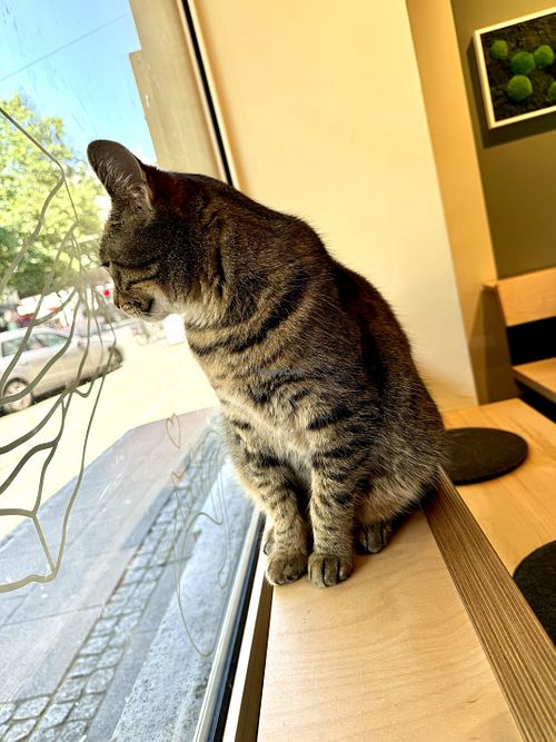window cat  at Katzentempel - Bremen in Bremen