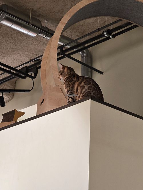  at Katzentempel - Bremen in Bremen