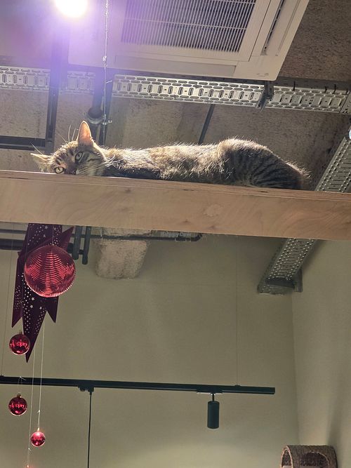  at Katzentempel - Bremen in Bremen