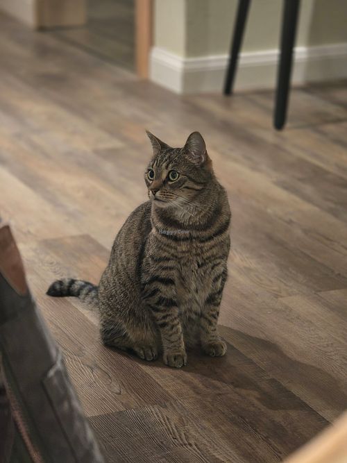  at Katzentempel - Bremen in Bremen