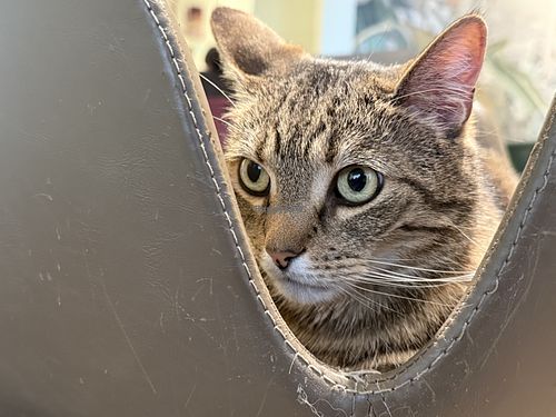 cat  at Katzentempel - Bremen in Bremen