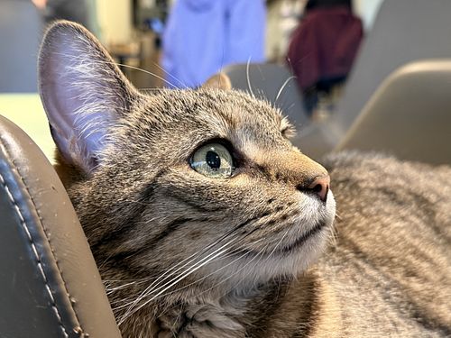 cat  at Katzentempel - Bremen in Bremen