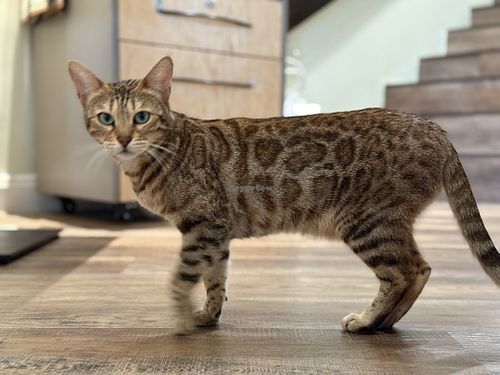 cat  at Katzentempel - Bremen in Bremen