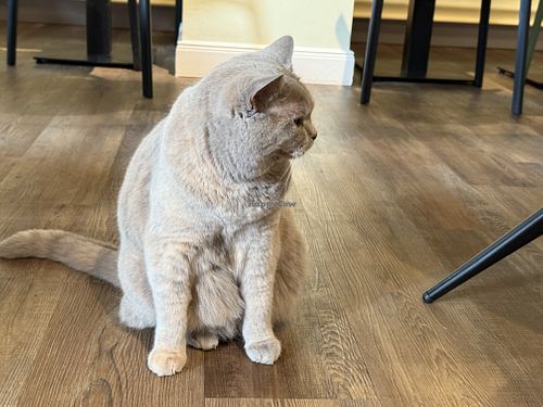 cat  at Katzentempel - Bremen in Bremen