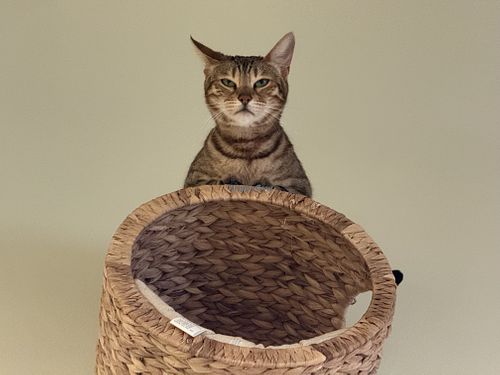 mischief ahead  at Katzentempel - Bremen in Bremen