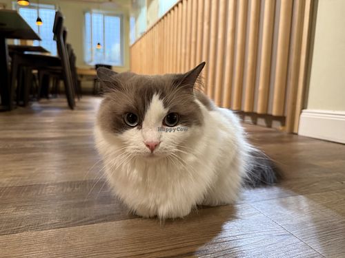 cat  at Katzentempel - Bremen in Bremen