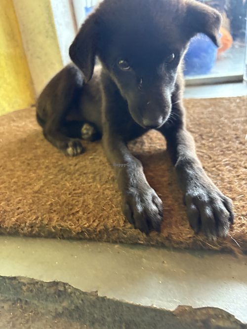 Puppy   at Cafe Noshers in Nuwara Eliya