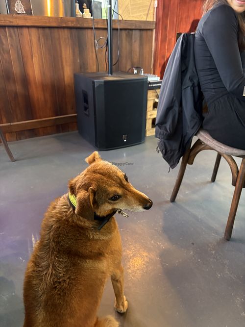 Another puppy   at Cafe Noshers in Nuwara Eliya