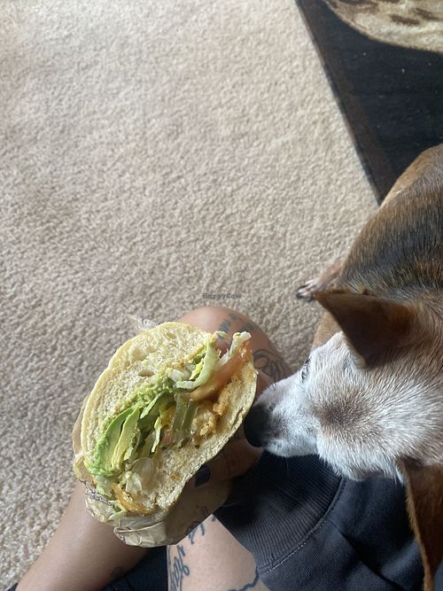 Living Room Picnic - Doggo Trying to Sneak a Bite  at Ike's in San Leandro
