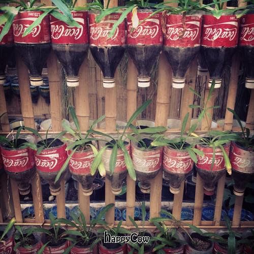 garden at Charlie and Lek Health Restaurant in Pai