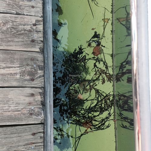 free flowing bliss  at The Juice Cellar in Belfast