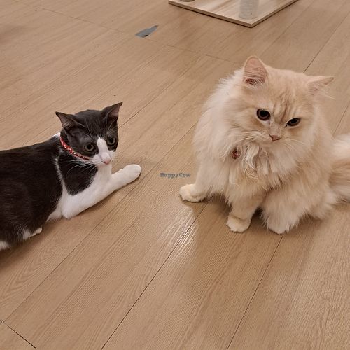  at MagiCat Kafe in Penang