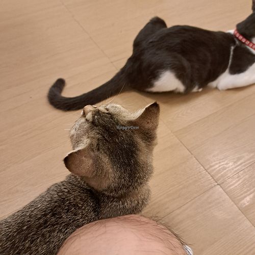  at MagiCat Kafe in Penang