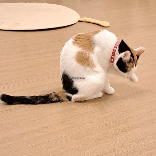  at MagiCat Kafe in Penang