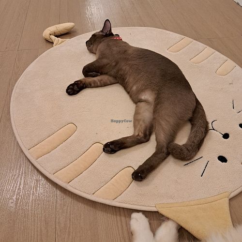  at MagiCat Kafe in Penang