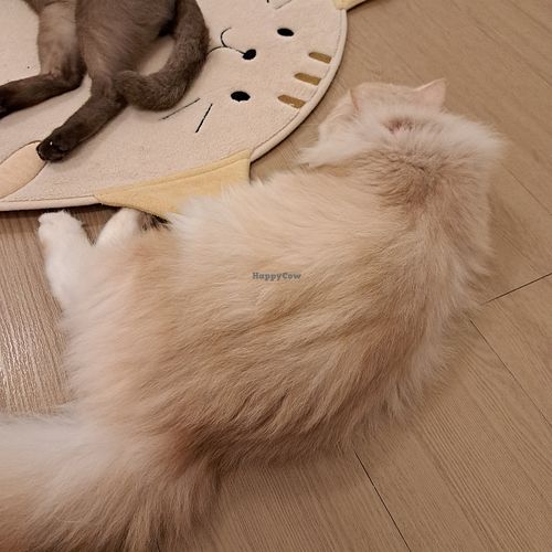  at MagiCat Kafe in Penang