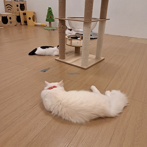  at MagiCat Kafe in Penang