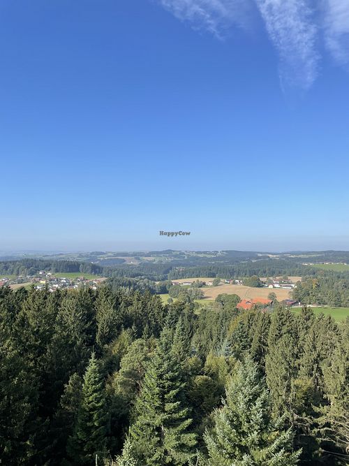 View from the treetop walkway  at Gasthof Oachkatzl in Knechtelsdorf