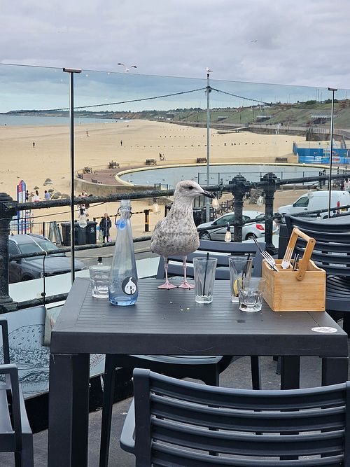 Menace 🤣 at The Fig Bar & Grill in Great Yarmouth