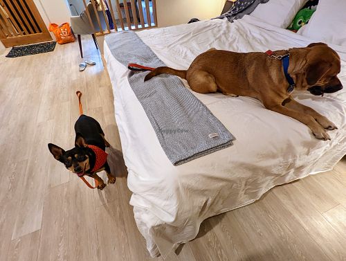 We did a sleepover with these lovely ladies from Best Friends Animal Sanctuary--and ended up adopting them both! at Best Friends Roadhouse and Mercantile in Kanab