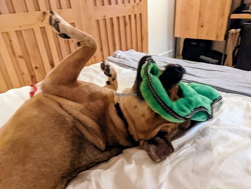 Aoife enjoying the bed. at Best Friends Roadhouse and Mercantile in Kanab