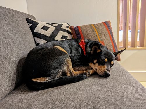 Chappie relaxing on the couch. at Best Friends Roadhouse and Mercantile in Kanab