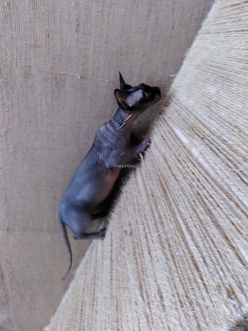  at Purr Purr in Warsaw