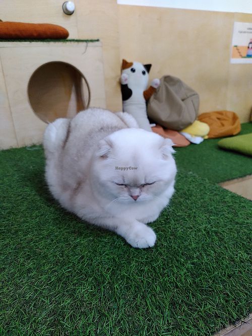  at Purr Purr in Warsaw