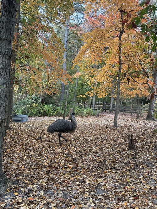   at Freedom Farm Animal Rescue in Lawrence Township