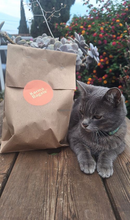 ¡Hoy se pidió algo rico! + 🐱 at Karma Bagels in San Andres Cholula