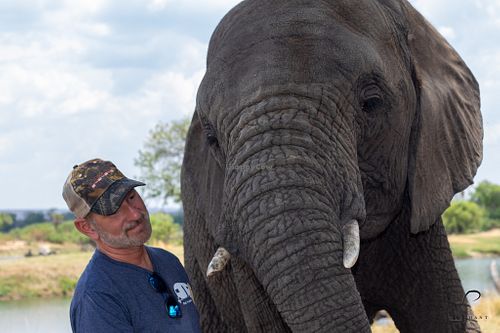 These animals are protected and free to leave. They choose to stay in the area and visit with the guests  at The Elephant Cafe in Livingstone