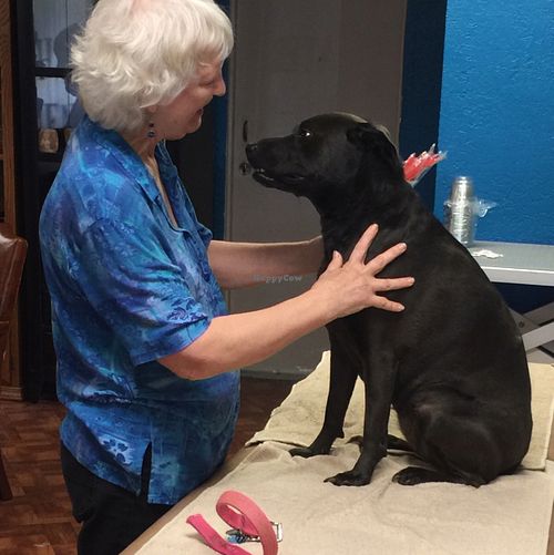 Certified Dog Massage Therapist bonding with ROWLETTE during a session. at Natural Detox Nutrition Shoppe in Tampa