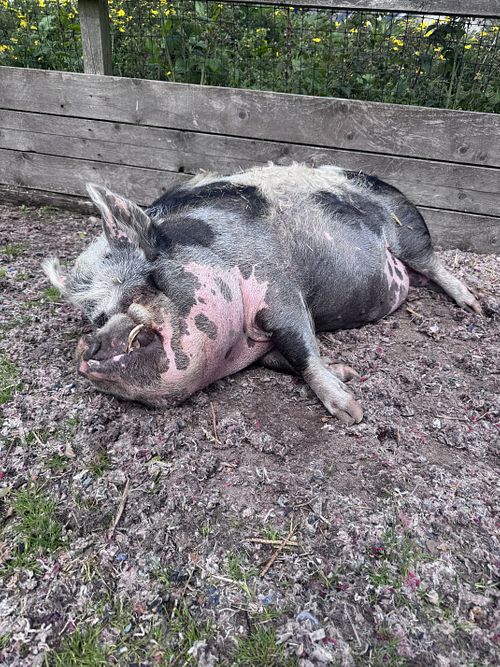 Tired   at Ananda Animal Sanctuary  in Lanark