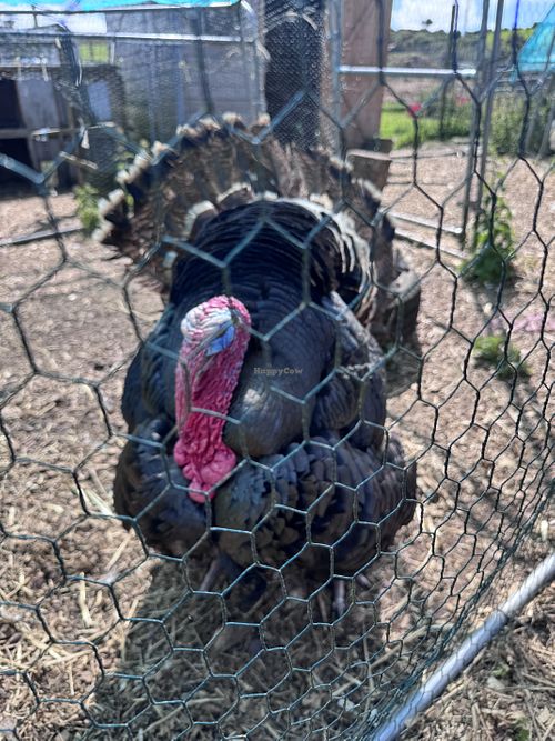 A saved turkey   at Ananda Animal Sanctuary  in Lanark