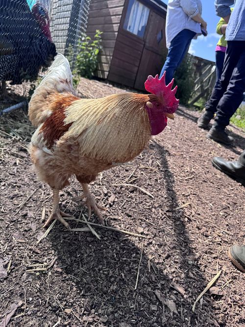 Cock   at Ananda Animal Sanctuary  in Lanark