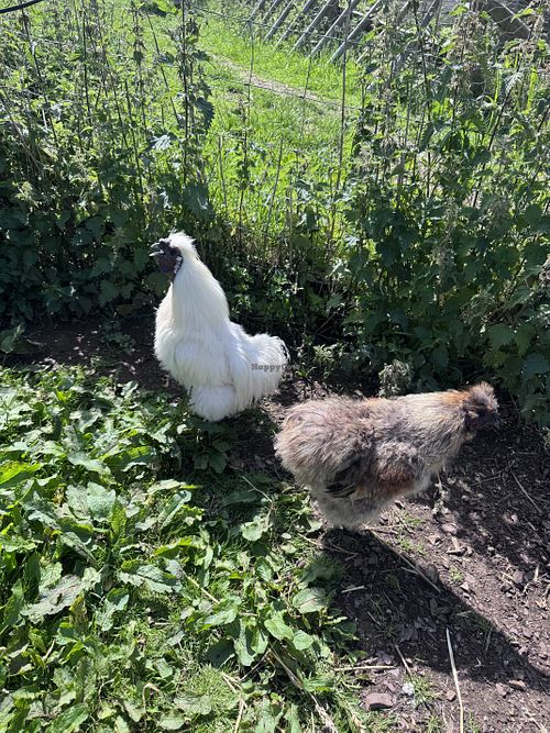 Cocks   at Ananda Animal Sanctuary  in Lanark