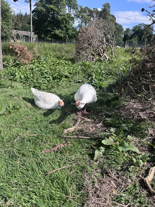 Geese   at Ananda Animal Sanctuary  in Lanark