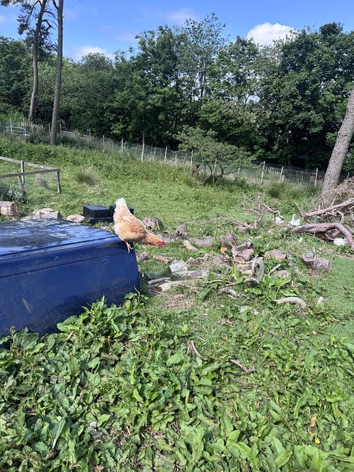 Hello   at Ananda Animal Sanctuary  in Lanark