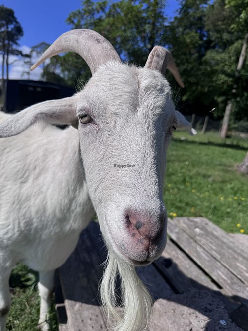 Wink   at Ananda Animal Sanctuary  in Lanark