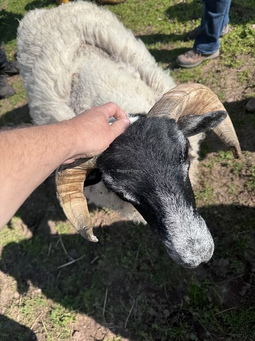 Scratch   at Ananda Animal Sanctuary  in Lanark