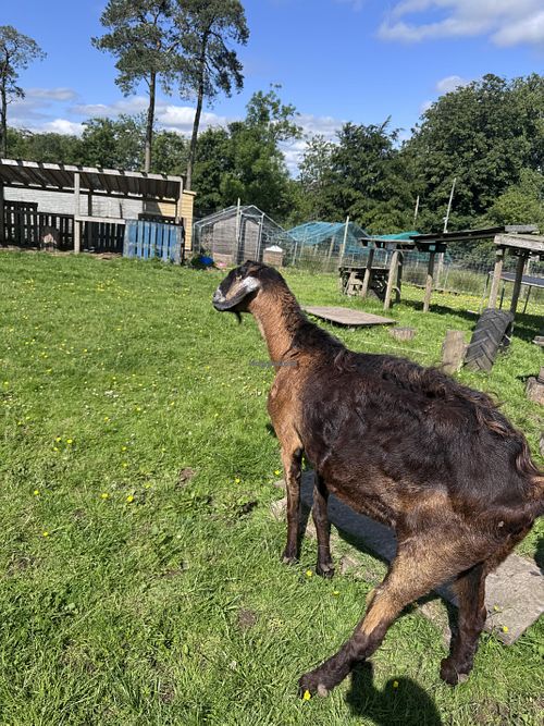 Goat  at Ananda Animal Sanctuary  in Lanark