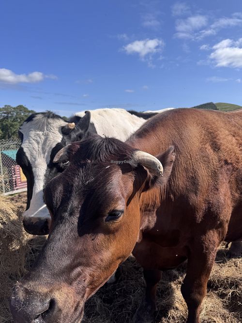 Moo  at Ananda Animal Sanctuary  in Lanark
