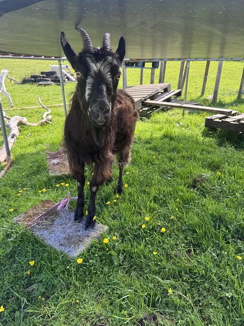 Hello   at Ananda Animal Sanctuary  in Lanark