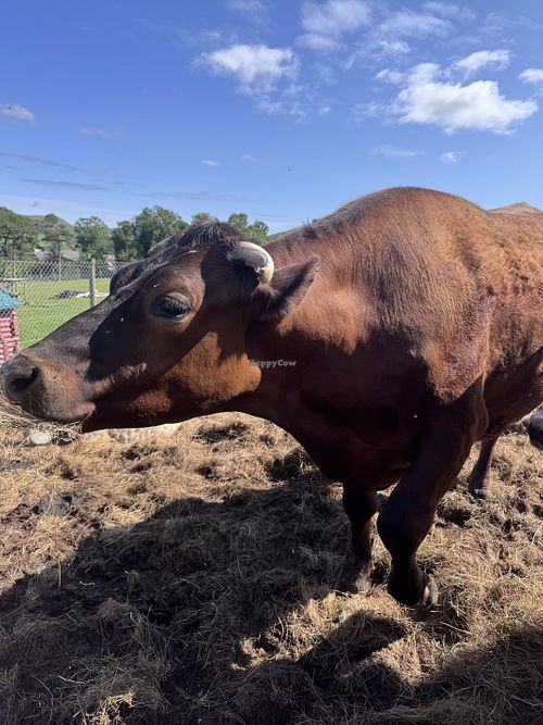 Mooo  at Ananda Animal Sanctuary  in Lanark