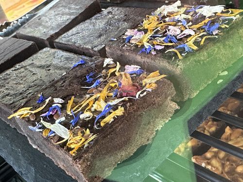 brownie  at Immergrün in Ulm