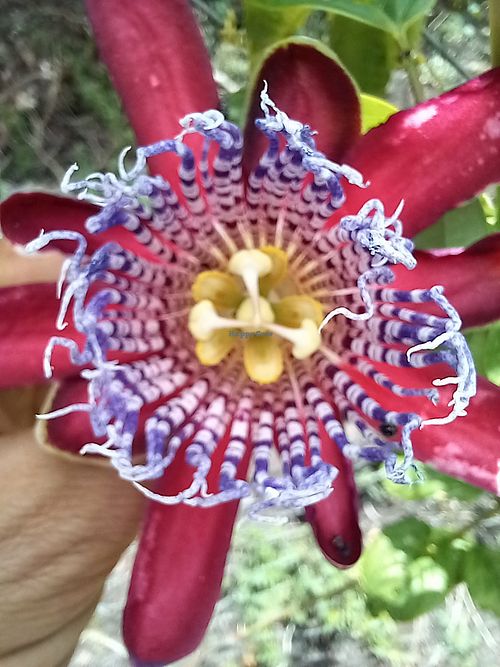 Flor de maracujá gigante. A vencedora do concurso da flor mais bonita da Bahia at Ecosítio Santa Fé in Lencois