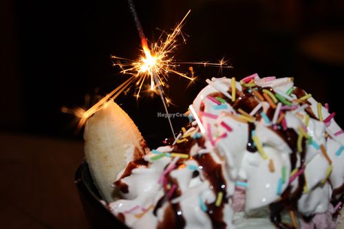 Image of Nomi the Karakal