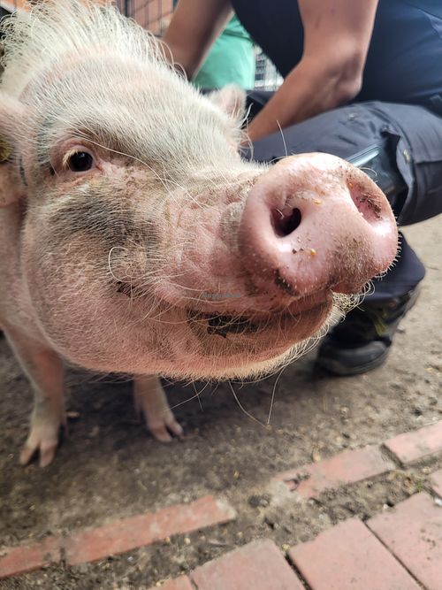 Emely at Lebenshof Tierisches Glück in Oelde